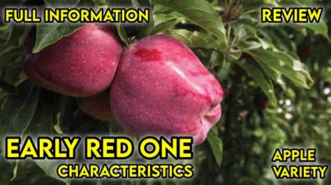 Early Red One Apple Variety Review2022characterstics Of Early Red