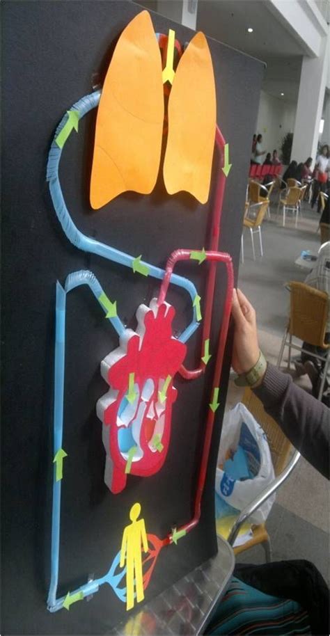 Circulatory System Science Fair Projects