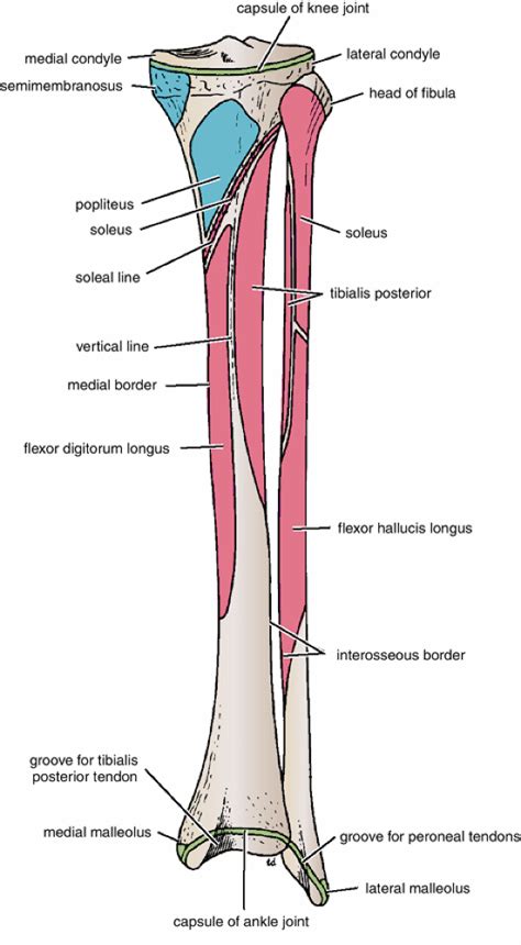 Tibia Anatomy Bony Landmarks And Muscle Attachment How To Relief