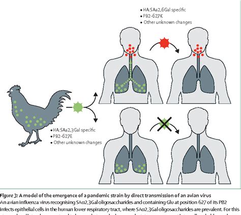 Figure 3 From Human Infection With Highly Pathogenic H5N1 Influenza