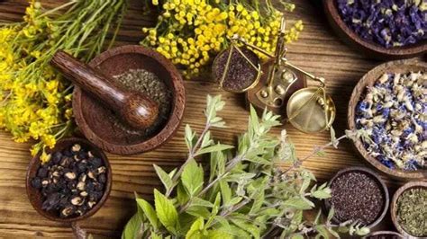 Traditional Herbal Medicine In Ghana History And Current State Yen