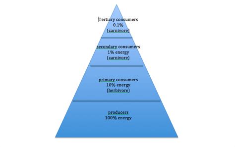 Energy Pyramid Tiaga Biome
