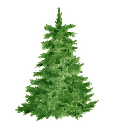 1350 Evergreen Christmas Tree Watercolor Stock Photos Free And Royalty