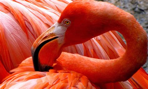 Flamingo Bird With Red Feathers Orange Desktop Wallpaper Hd For Mobile