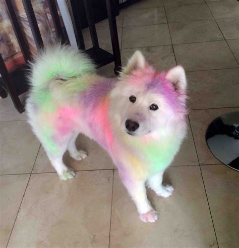 Our Samoyed Post Colour Run Adorable Animals Funny Animals Cute