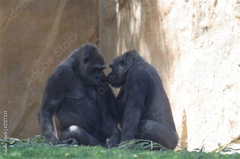 Gorilla Couple Stock Photo And Royalty Free Images On
