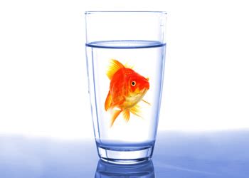 Sep 08, 2012 · introducing my new favorite breakfast: Why does my water smell like sewage? · Waterlogic