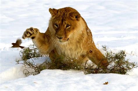 Lion In The Snow Animal Pictures Animals Lion