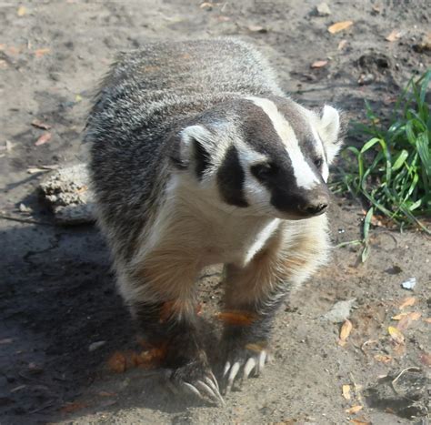 The Badger Wisconsins State Mammal — Fox Run Environmental Education