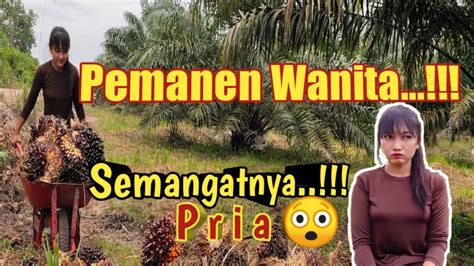 Panen Sawit Kalimantan Tengah Pemanen Cewek Kurus Tenaga Maknyus Youtube