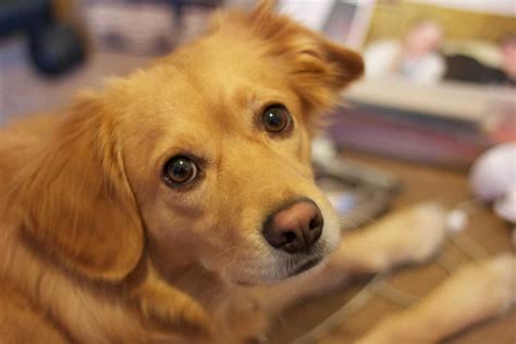 Miniature Golden Retriever Dog Breed Everything About The Breed