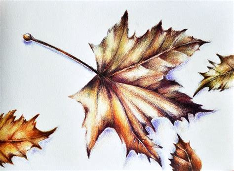 Leaves Drawing Realistic Drawings Colored Pencil Artwork
