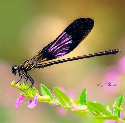 Purple Dragonfly Damselfly Dragonfly Insect Dragonfly