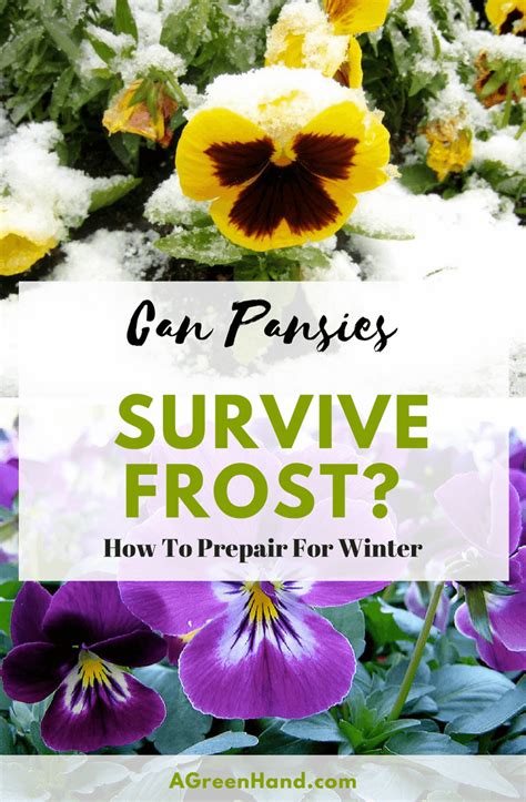 Pansies Are Lovely Flowers For Your Winter Garden But You Might Be