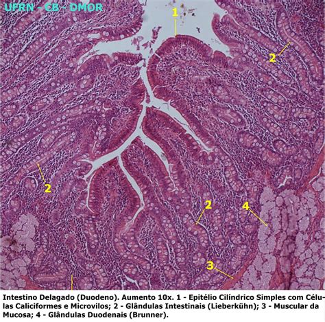 Histologia Sistema Digestório