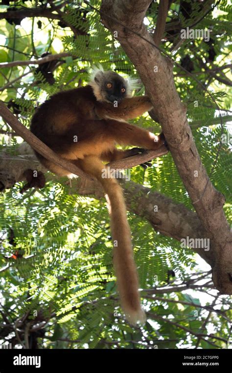 Female Black Lemur Eulemur Macaco Sitting In A Tree Nosy Komba