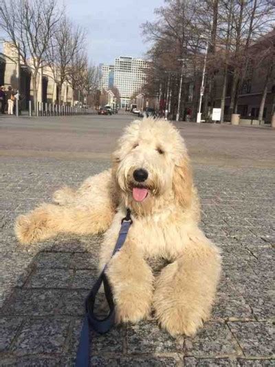 The mini goldendoodle is your answer: Gallery | Lonestar Doodles