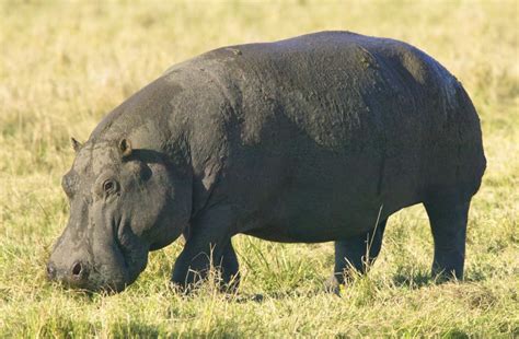 More herbivores images | Animals and Nature lessons | DK Find Out!