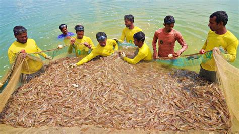 Prawns Shrimps Fish Harvest Culture Fish Farming Venami Chingri
