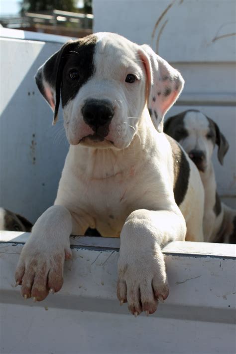 Teddy roosevelt owned pit bulls. Puppy Love | Pit bull puppies are super cute! These guys ...