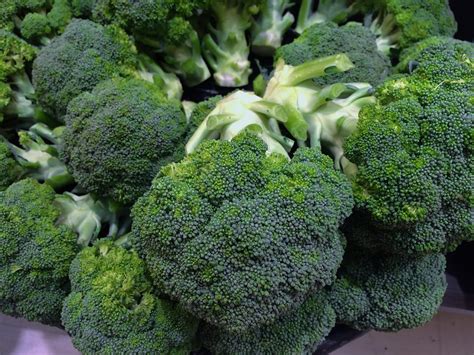 Growing Hydroponic Broccoli A Complete Guide Gardening
