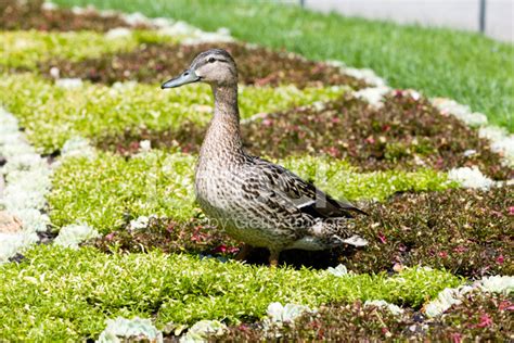 Wild Duck Stock Photo Royalty Free Freeimages