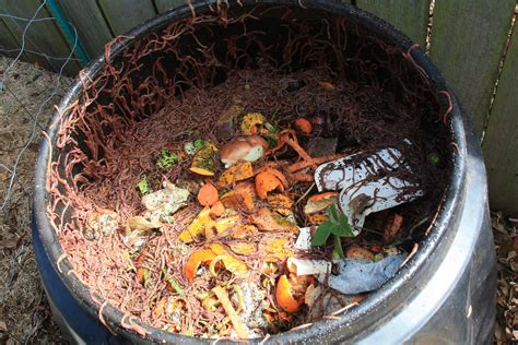 Worm Farming And Composting In A 5 Gallon Bucket Its Easy
