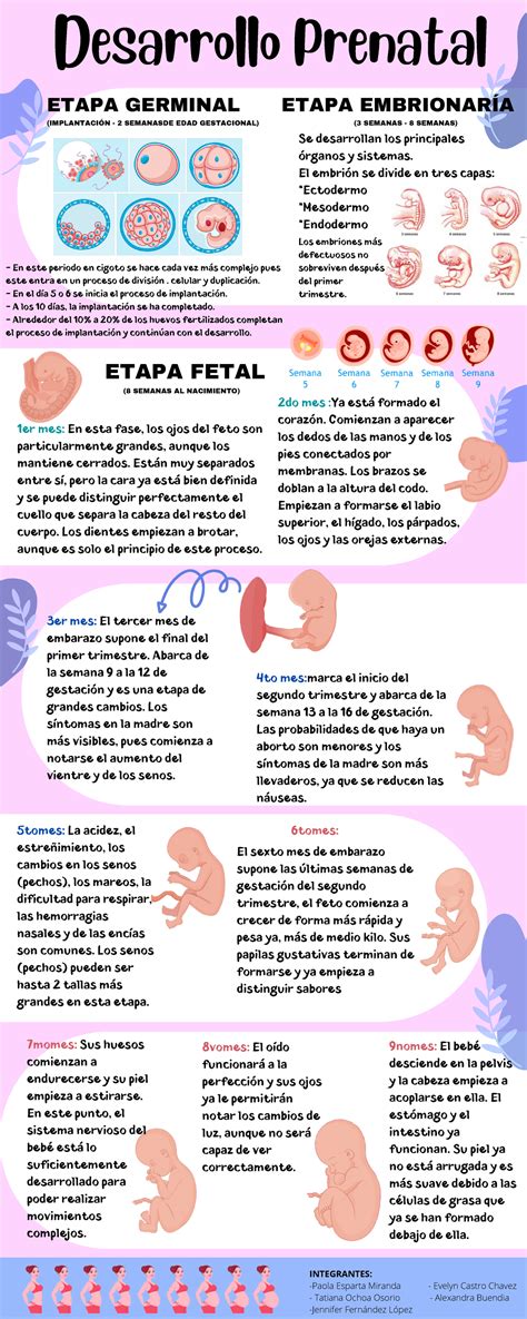 Infografía Desarrollo Prenatal etapas del embarazo Desarrollo