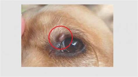 Growths And Bumps On Dogs Eyelid Types Causes And Treatments Dogs