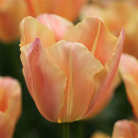 Buy Single Late Tulip Bulbs Tulipa Stunning Apricot