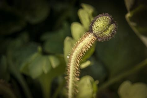 Hairy Bud Of Poppy Closeup Free Image Download