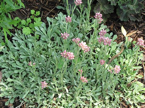 Rosy Pussytoes Antennaria Rosea In Edmonton St Albert Sherwood Park