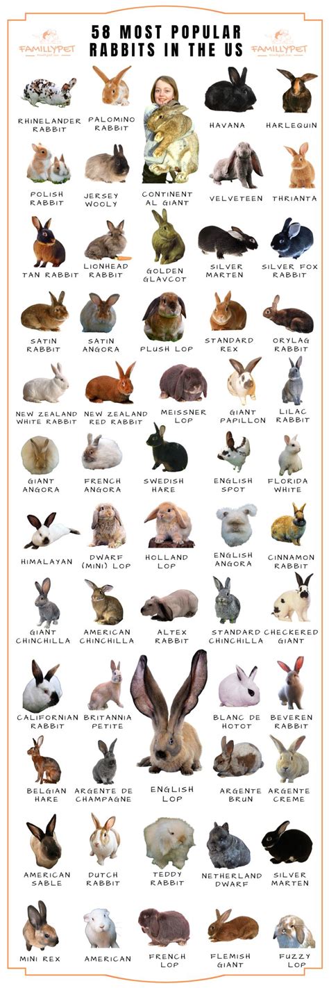 What Is The Best Rabbit Breed For Beginners Rabbit Breeds Pet Bunny