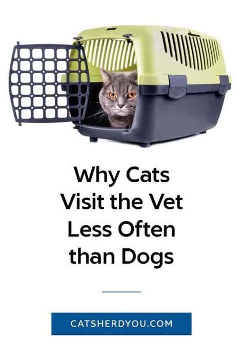 How do you usually prep your cat for a vet visit? Why Cats Visit the Vet Less Often than Dogs - Cats Herd You