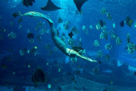 The Camden Adventure Aquarium Opens Their Mermaids Exhibit This Week