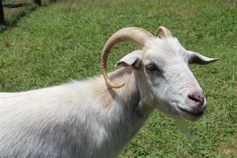 Goat Horns Animal Free Photo On Pixabay Pixabay