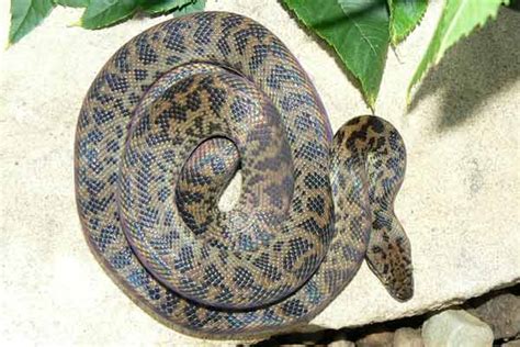 Spotted Python Habitat Shedding Breeding And Interesting Facts