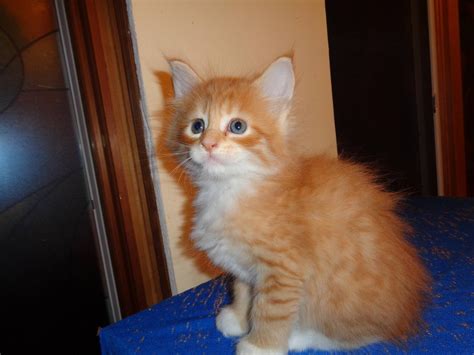 Maine coon kittens are in high demand, and usually not available for free. COONOMAGIC Gentle Giants - Home