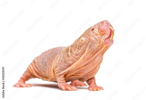 Naked Mole Rat Hairless Rat Isolated On Wihte Stock Photo Adobe Stock