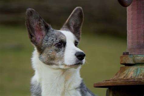 Cardigan welsh corgis love everyone and are suited to many types of homes because they are so good natured. Cardigan Welsh Corgi | Dogs | Breed Information | Omlet