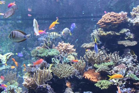 Free Images Underwater Coral Reef Resort Habitat Singapore