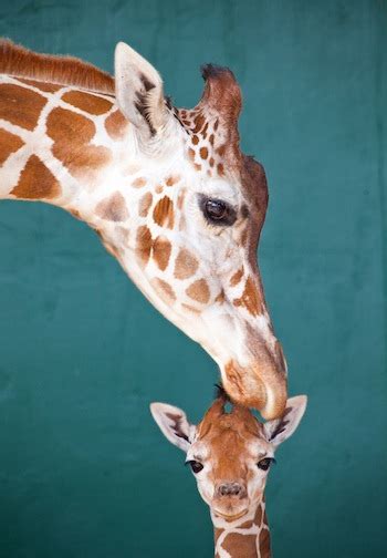 Cute Baby Alert Giraffe Born At Busch Gardens Brings Total To 19