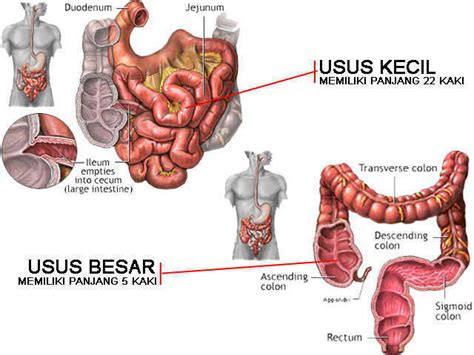 Kalau kamu berikan ia pelet, maka ia butuh dua kali makan. Fungsi Organ Pada Manusia dan Jenis Gangguannya ...