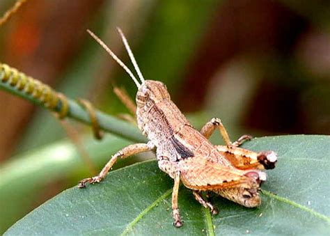 Последние твиты от grasshopper (@grasshopper_en). Wingless Grasshopper