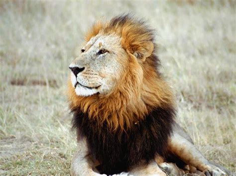 35 Fascinating Facts About Lions Always Pets