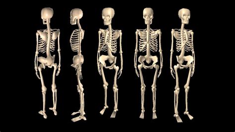 Top 10 Longest Bones In The Human Body Youtube