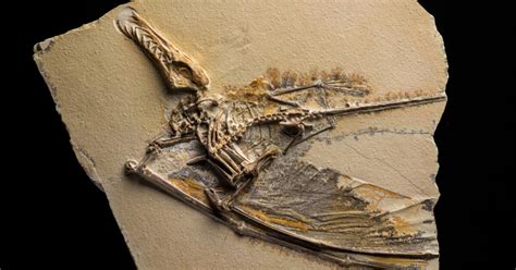 Top 47 Imagen Pterosaur Fossil Abzlocalmx