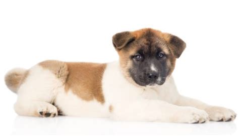 Important checklist for akita puppy. Japanese Akitas for Sale - Adopt Japanese Akita Puppies ...