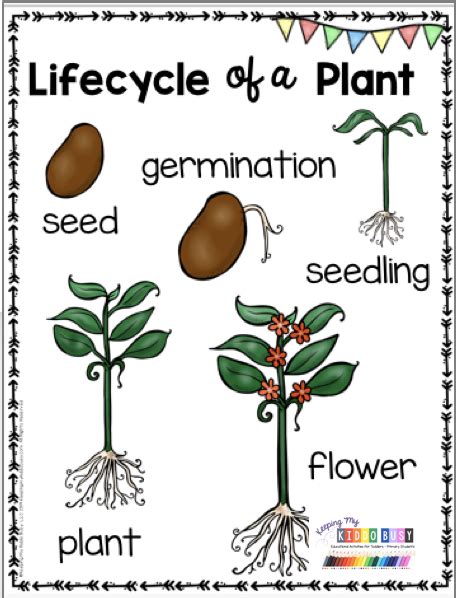 Lifecycle Of A Plant Anchor Chart And Vocabulary Activities For