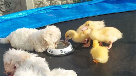 Tiny Puppies Meets Baby Ducklings For The First Time Youtube